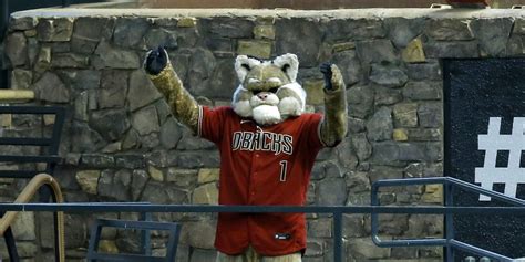 Bobcat mascot vestment